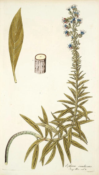 Nikolaus Joseph Freiherr von Jacquin - Echium candicans.webp