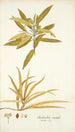 Elaeodendron orientale - Nikolaus Joseph Freiherr von Jacquin — weergave van het kunstwerk