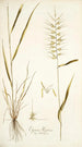 Elymus hystrix - Nikolaus Joseph Freiherr von Jacquin — weergave van het kunstwerk