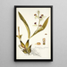 Epidendrum cochleatum - Nikolaus Joseph Freiherr von Jacquin — ingelijst kunstwerk aan de muur