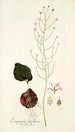 Eriospermum latifolium - Nikolaus Joseph Freiherr von Jacquin — weergave van het kunstwerk