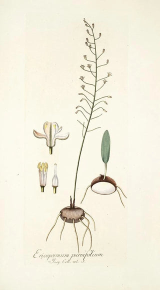Nikolaus Joseph Freiherr von Jacquin - Eriospermum parvifolium.webp