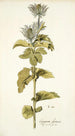 Eryngium alpinum - Nikolaus Joseph Freiherr von Jacquin — weergave van het kunstwerk