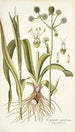 Eryngium aquaticum - Nikolaus Joseph Freiherr von Jacquin — weergave van het kunstwerk