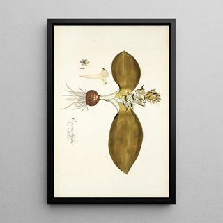 Nikolaus Joseph Freiherr von Jacquin - Eucomis bifolia.webp