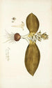 Eucomis bifolia - Nikolaus Joseph Freiherr von Jacquin — weergave van het kunstwerk