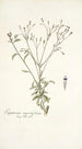 Eupatorium myosotifolium - Nikolaus Joseph Freiherr von Jacquin — weergave van het kunstwerk