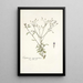 Eupatorium myosotifolium - Nikolaus Joseph Freiherr von Jacquin — ingelijst kunstwerk aan de muur