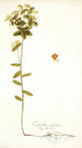 Euphorbia angulata - Nikolaus Joseph Freiherr von Jacquin — weergave van het kunstwerk