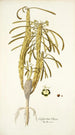 Euphorbia clava - Nikolaus Joseph Freiherr von Jacquin — weergave van het kunstwerk