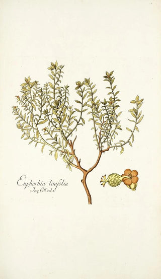 Nikolaus Joseph Freiherr von Jacquin - Euphorbia linifolia.webp