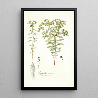 Nikolaus Joseph Freiherr von Jacquin - Euphorbia literata.webp