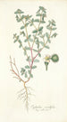 Euphorbia scordifolia - Nikolaus Joseph Freiherr von Jacquin — weergave van het kunstwerk