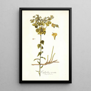 Nikolaus Joseph Freiherr von Jacquin - Euphorbia serrata.webp