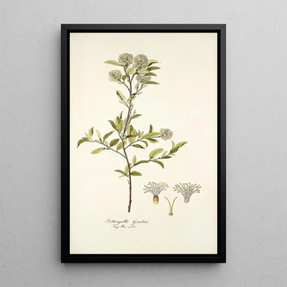 Nikolaus Joseph Freiherr von Jacquin - Fothergilla gardeni.webp