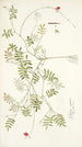 Galega capensis - Nikolaus Joseph Freiherr von Jacquin — weergave van het kunstwerk