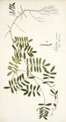 Galega cinerea - Nikolaus Joseph Freiherr von Jacquin — weergave van het kunstwerk