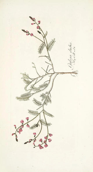 Nikolaus Joseph Freiherr von Jacquin - Galega dubia.webp