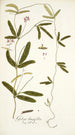 Galega longifolia - Nikolaus Joseph Freiherr von Jacquin — weergave van het kunstwerk