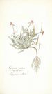 Geranium ovatum - Nikolaus Joseph Freiherr von Jacquin — weergave van het kunstwerk