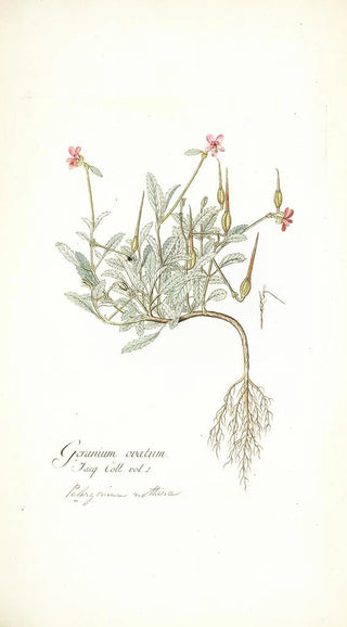 Nikolaus Joseph Freiherr von Jacquin - Geranium ovatum.webp