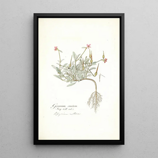 Nikolaus Joseph Freiherr von Jacquin - Geranium ovatum.webp