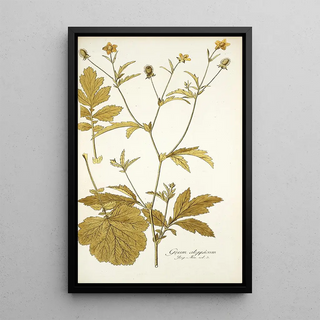 Nikolaus Joseph Freiherr von Jacquin - Geum aleppicum.webp