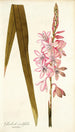 Gladioli iridifolii - Nikolaus Joseph Freiherr von Jacquin — weergave van het kunstwerk