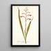 Gladioli meriani varietas - Nikolaus Joseph Freiherr von Jacquin — ingelijst kunstwerk aan de muur