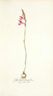 Gladiolus brevifolius - Nikolaus Joseph Freiherr von Jacquin — weergave van het kunstwerk