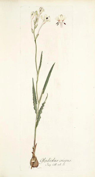 Nikolaus Joseph Freiherr von Jacquin - Gladiolus crispus.webp