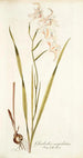 Gladiolus cuspidatus - Nikolaus Joseph Freiherr von Jacquin — weergave van het kunstwerk