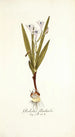 Gladiolus floribundus - Nikolaus Joseph Freiherr von Jacquin — weergave van het kunstwerk