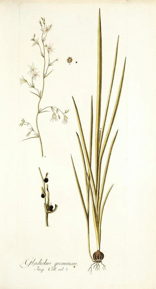 Nikolaus Joseph Freiherr von Jacquin - Gladiolus gramineus.webp