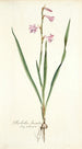 Gladiolus laccatus - Nikolaus Joseph Freiherr von Jacquin — weergave van het kunstwerk