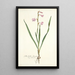 Gladiolus laccatus - Nikolaus Joseph Freiherr von Jacquin — ingelijst kunstwerk aan de muur