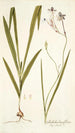 Gladiolus longiflorus - Nikolaus Joseph Freiherr von Jacquin — weergave van het kunstwerk