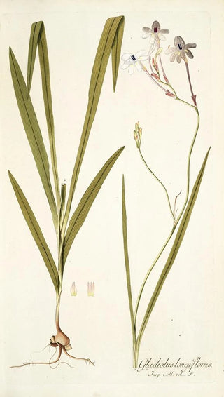 Nikolaus Joseph Freiherr von Jacquin - Gladiolus longiflorus.webp
