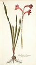 Gladiolus merianus - Nikolaus Joseph Freiherr von Jacquin — weergave van het kunstwerk