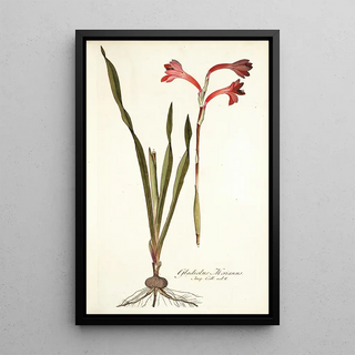 Nikolaus Joseph Freiherr von Jacquin - Gladiolus merianus.webp
