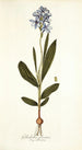 Gladiolus plicatus - Nikolaus Joseph Freiherr von Jacquin — weergave van het kunstwerk