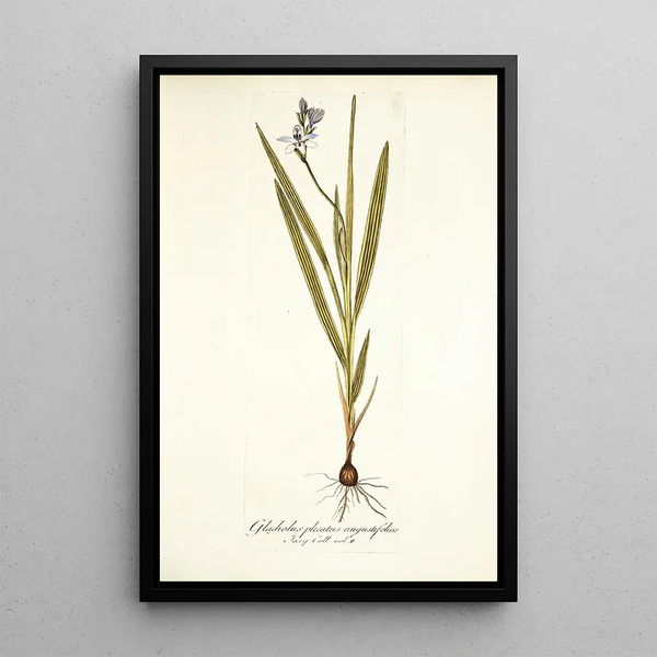 Nikolaus Joseph Freiherr von Jacquin - Gladiolus plicatus angustifolius.webp