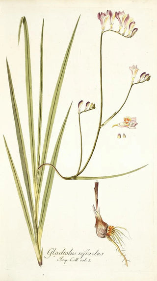 Nikolaus Joseph Freiherr von Jacquin - Gladiolus refractus.webp