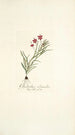 Gladiolus silenoides - Nikolaus Joseph Freiherr von Jacquin — weergave van het kunstwerk
