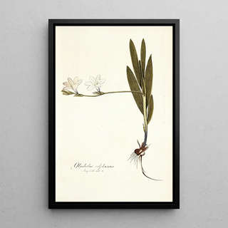 Nikolaus Joseph Freiherr von Jacquin - Gladiolus sulphureus.webp