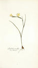 Gladiolus tenellus - Nikolaus Joseph Freiherr von Jacquin — weergave van het kunstwerk