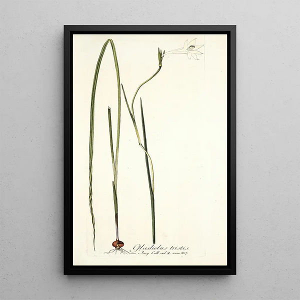 Nikolaus Joseph Freiherr von Jacquin - Gladiolus tristis.webp