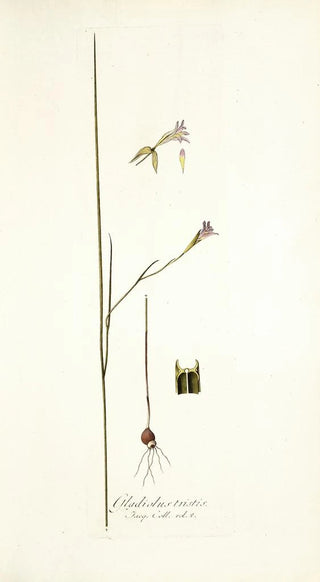 Nikolaus Joseph Freiherr von Jacquin - Gladiolus tristis prioris varietas.webp
