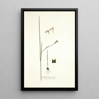 Nikolaus Joseph Freiherr von Jacquin - Gladiolus tristis prioris varietas.webp