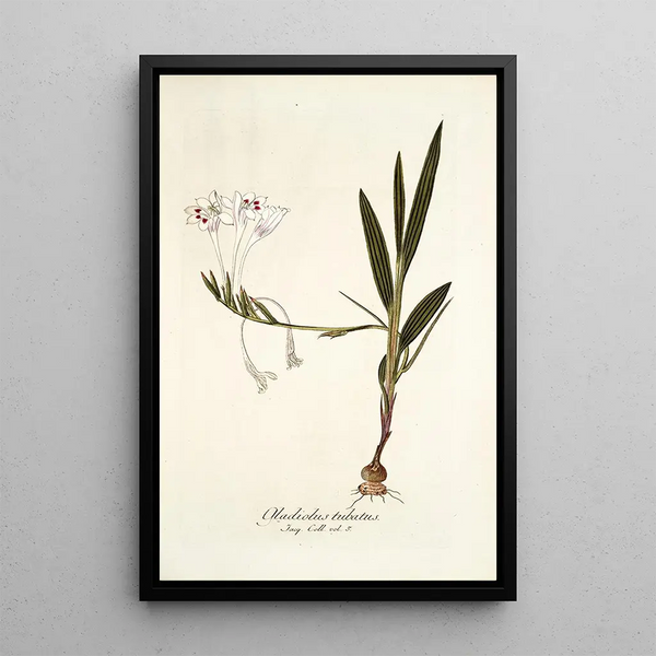 Nikolaus Joseph Freiherr von Jacquin - Gladiolus tubatus.webp